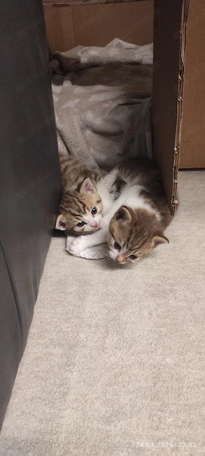 Süße Katzenbabys abzugeben   