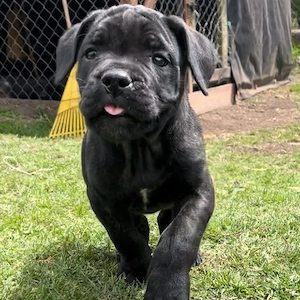 Cane Corso Welpen