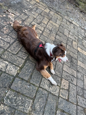 Mini Australian Shepherd Border Collie