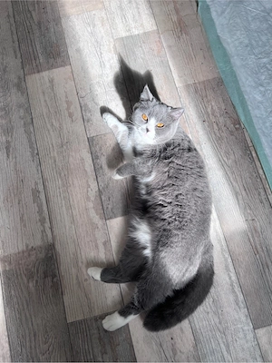 Zwei Britisch Kurzhaar Katzen (weiblich) abzugeben   1 Jahr alt, lieb & familienfreundlich