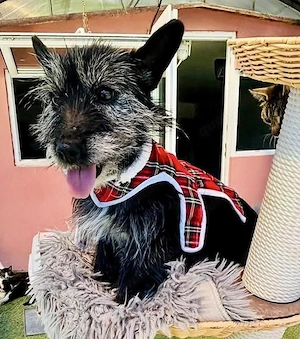 Katzenverträgliches Minimäuschen Finja