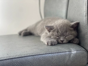 BKH Kitten ab 1.06 geimpft entwurmt