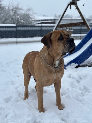 Biete Wunderschönen Cane Corso als Deckrüden an  Bild 2