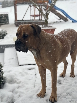 Biete Wunderschönen Cane Corso als Deckrüden an  Bild 3
