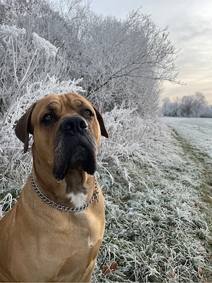 Biete Wunderschönen Cane Corso als Deckrüden an 