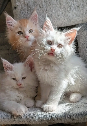   Wunderschöne Maine Coon Kitten abzugeben  