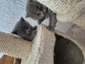 BKH KITTEN 