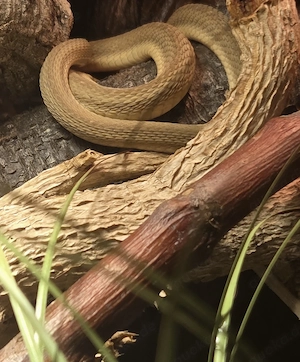Suche Halter von Eierschlangen