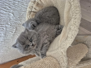 BKH BLH KITTEN