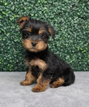 Reinrassige Yorkshire-Terrier-Welpen  (100 %).. 