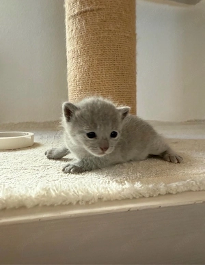 (noch eine übrig)Russisch Blau Kitten aus liebevoller Hobbyzucht mit exzellentem Stammbaum abzugeben
