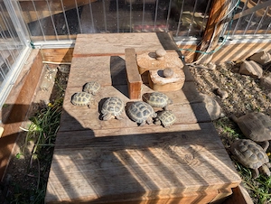 Russische Vierzehenschildkroten 