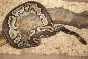 cinnamon weibchen mit terrarium 