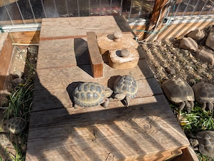 Russische Vierzehenschildkroten 