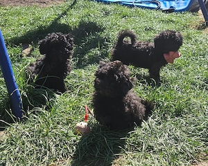 Bezaubernde Bollipoo Welpen - Toypudel Bolonka Maltipoo 