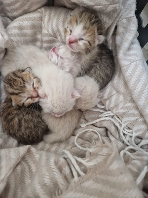 5 Kitten zu vermitteln 