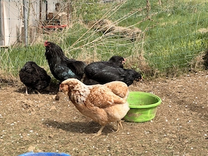 Bruteier, Araucana,Silverudds Blä und Marans und Brahmas