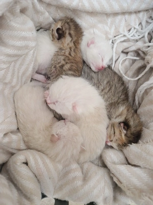 5 Kitten zu vermitteln 