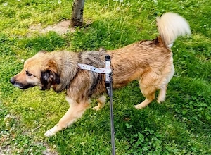 Maya - ein anhänglicher Schatz - wäre gern Einzelprinzessin