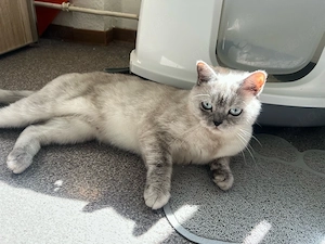 Süße Katze zum abgeben 