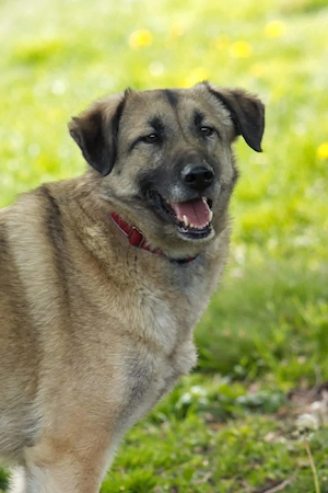 Sanfte, feinfühlige RUBY sucht.......