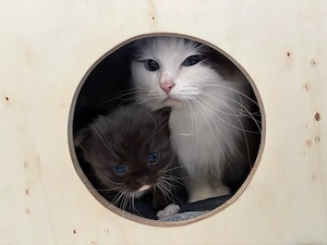 Ragdoll x BKH