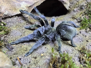 0.1 Grammostola pulchra adult mit Terrarium 