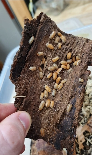 Armadillidium, Cubaris, Porcellio