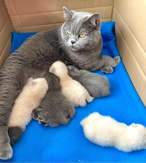 BKH Kitten in Blue und Blue Point