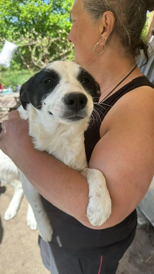 Amelia, kleines Hundefräulein sucht liebevolle Hände Bild 4