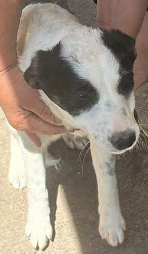 Amelia, kleines Hundefräulein sucht liebevolle Hände Bild 3