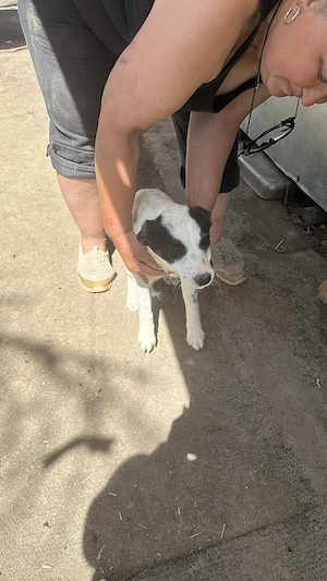Amelia, kleines Hundefräulein sucht liebevolle Hände Bild 5