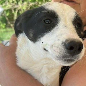 Amelia, kleines Hundefräulein sucht liebevolle Hände Bild 2