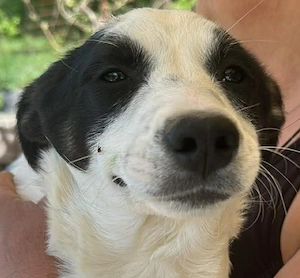 Amelia, kleines Hundefräulein sucht liebevolle Hände