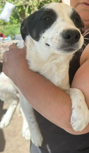 Amelia, kleines Hundefräulein sucht liebevolle Hände Bild 8