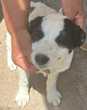 Amelia, kleines Hundefräulein sucht liebevolle Hände Bild 6