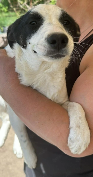 Amelia, kleines Hundefräulein sucht liebevolle Hände Bild 7