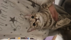 6 BKH-Kitten und 3 Maine-Coon-BKH-Kitten 9 Monate alt abzugeben