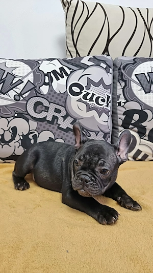 Französische Bulldogge 