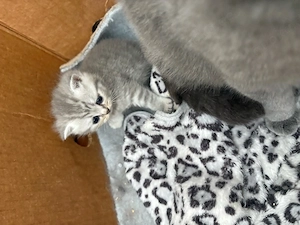 Britisch Kurzhaar Kitten