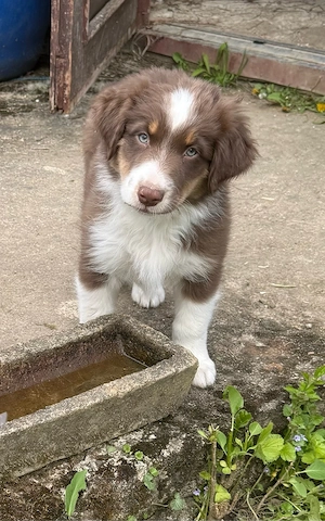 Australian Sheperd