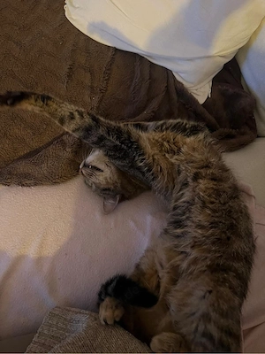 kitten 8 monate alt (Dean)