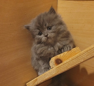 Wunderschöne BKH KItten