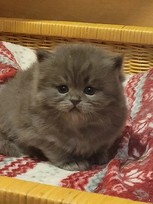 Wunderschöne BKH Baby