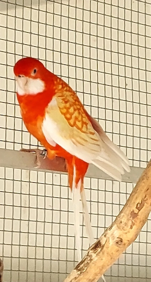 Pennantsittich Hahn Bild 4