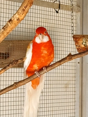 Pennantsittich Hahn Bild 3