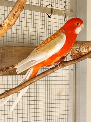 Pennantsittich Hahn Bild 2