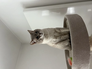 Liebevoller Siam Tabby Blue Point Kater (4 Jahre) sucht neues Zuhause
