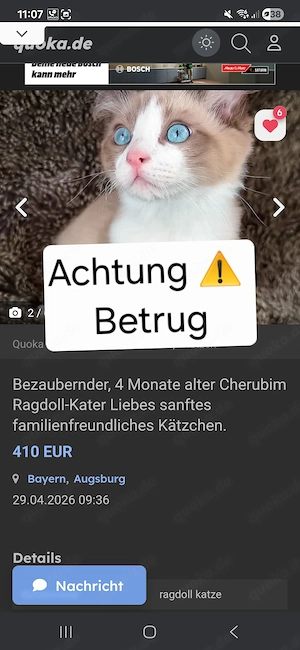 Ragdoll Cherubim Kitten 