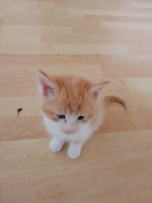 main coon-mix kitten